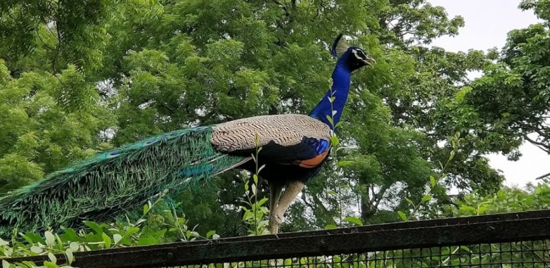 KAMLA NEHRU ZOOLOGICAL GARDEN