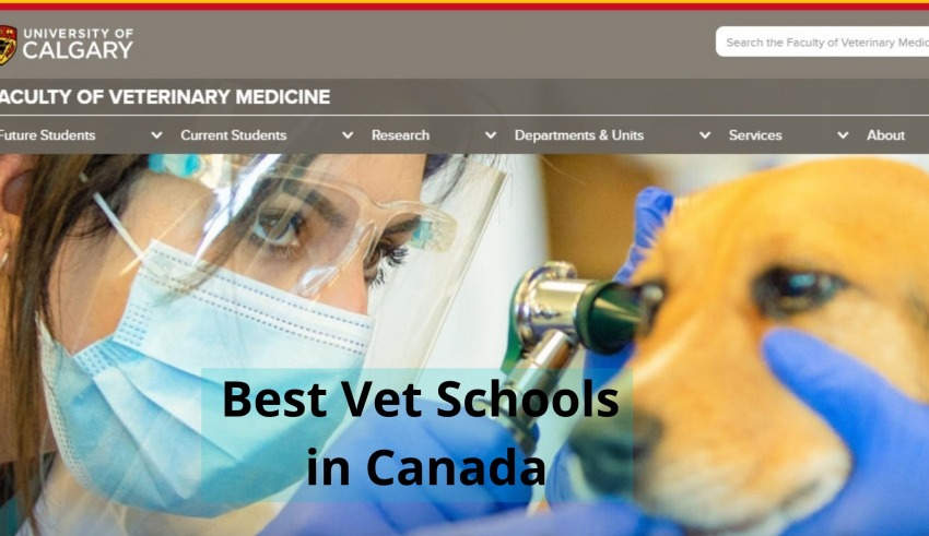 10 Best Vet Schools In Canada For Veterinary Studies In 2023